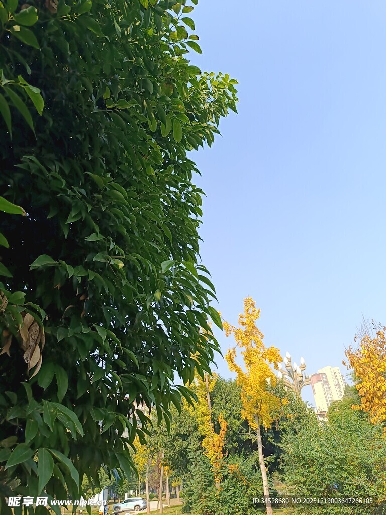 秋日绿树蓝天景致