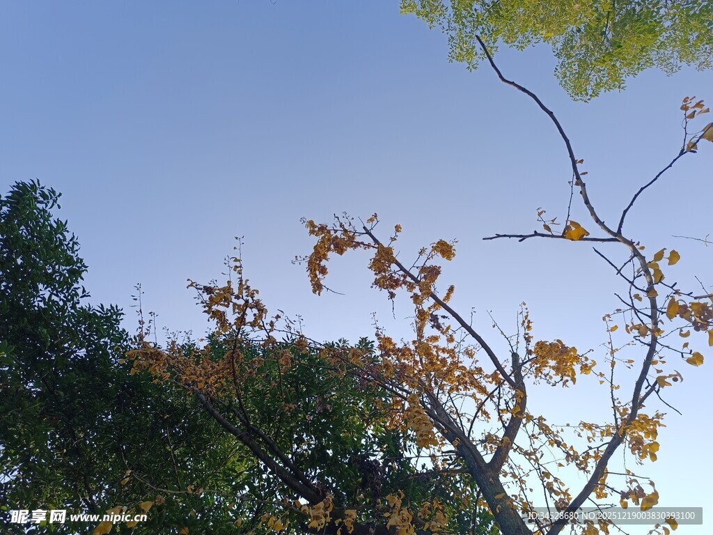 秋日枝头黄叶映蓝天