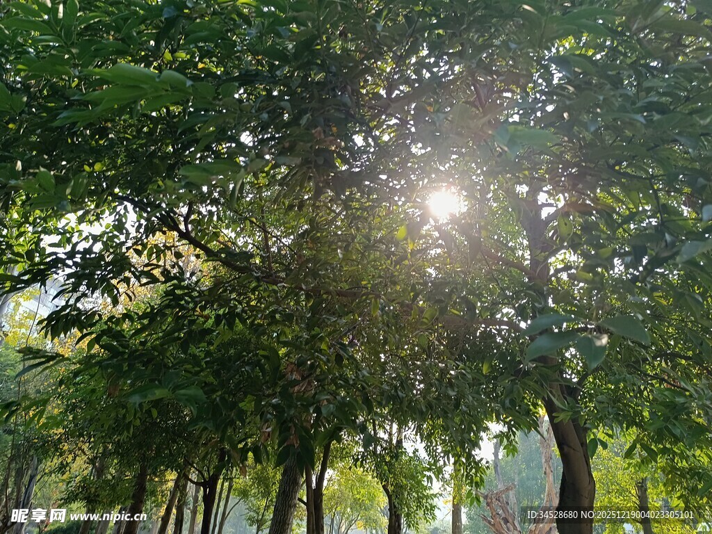 阳光穿透树林的静谧景象