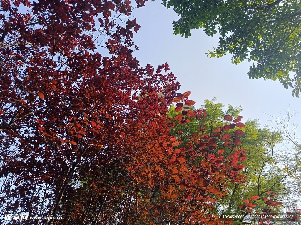 秋日斑斓树叶景观