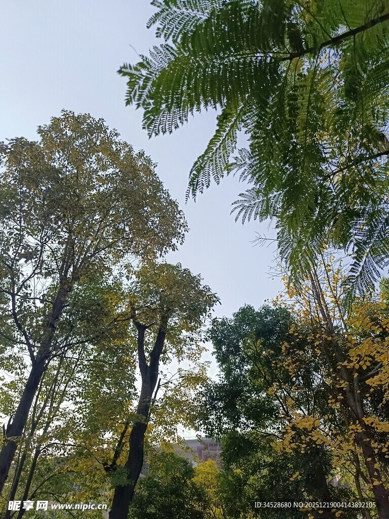 森林中的高大树木景观