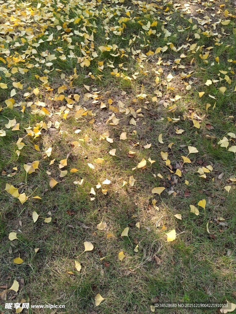 秋日草地落叶景致