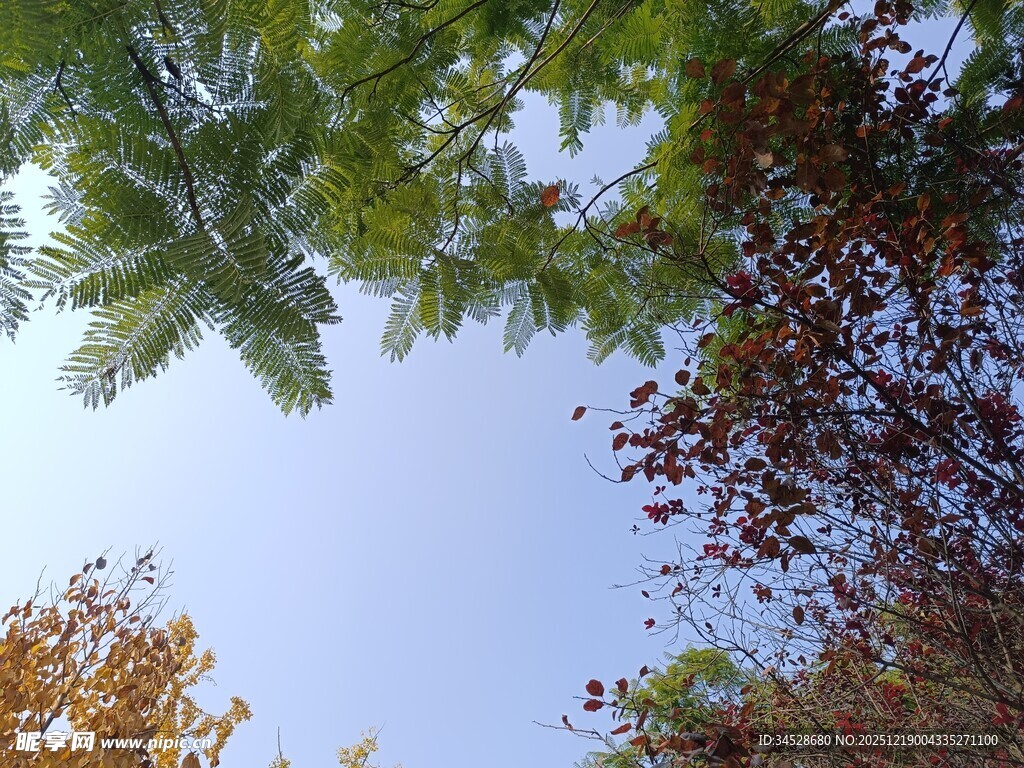 仰视多彩树冠与蓝天