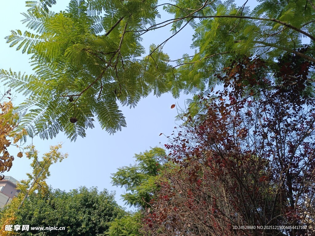 仰视繁茂绿树蓝天景象