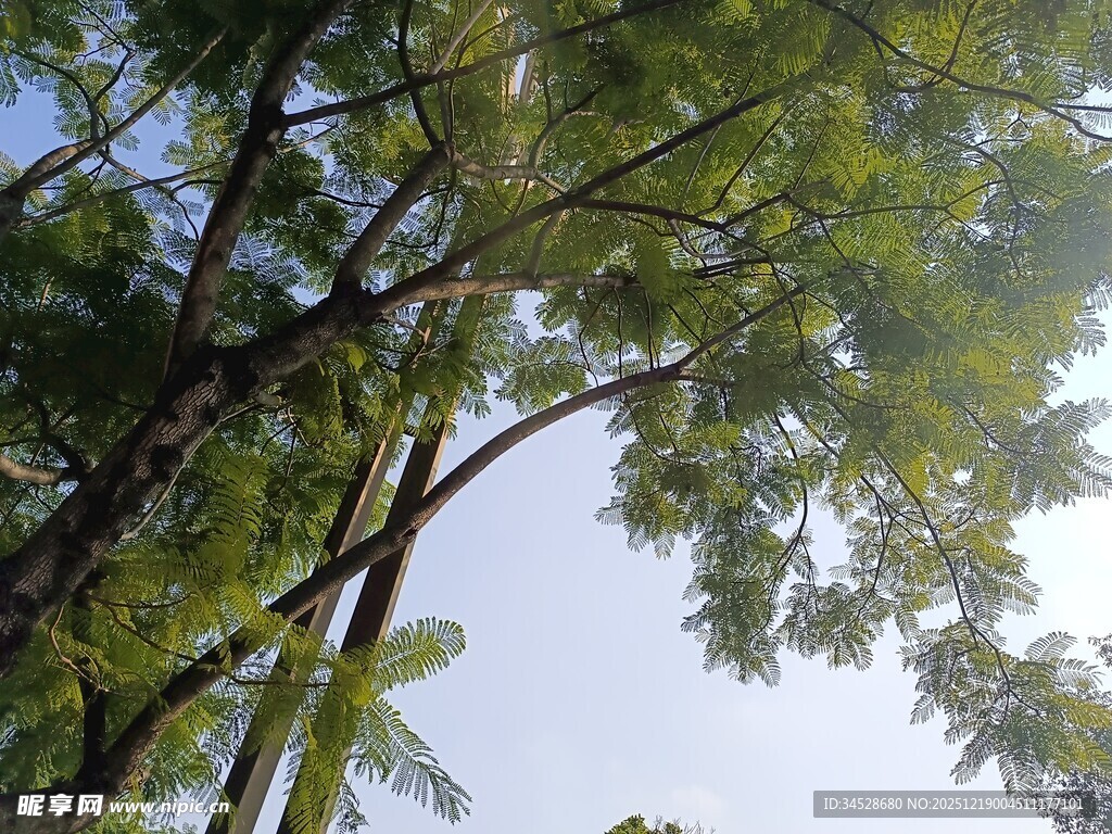 仰视茂密枝叶间的天空