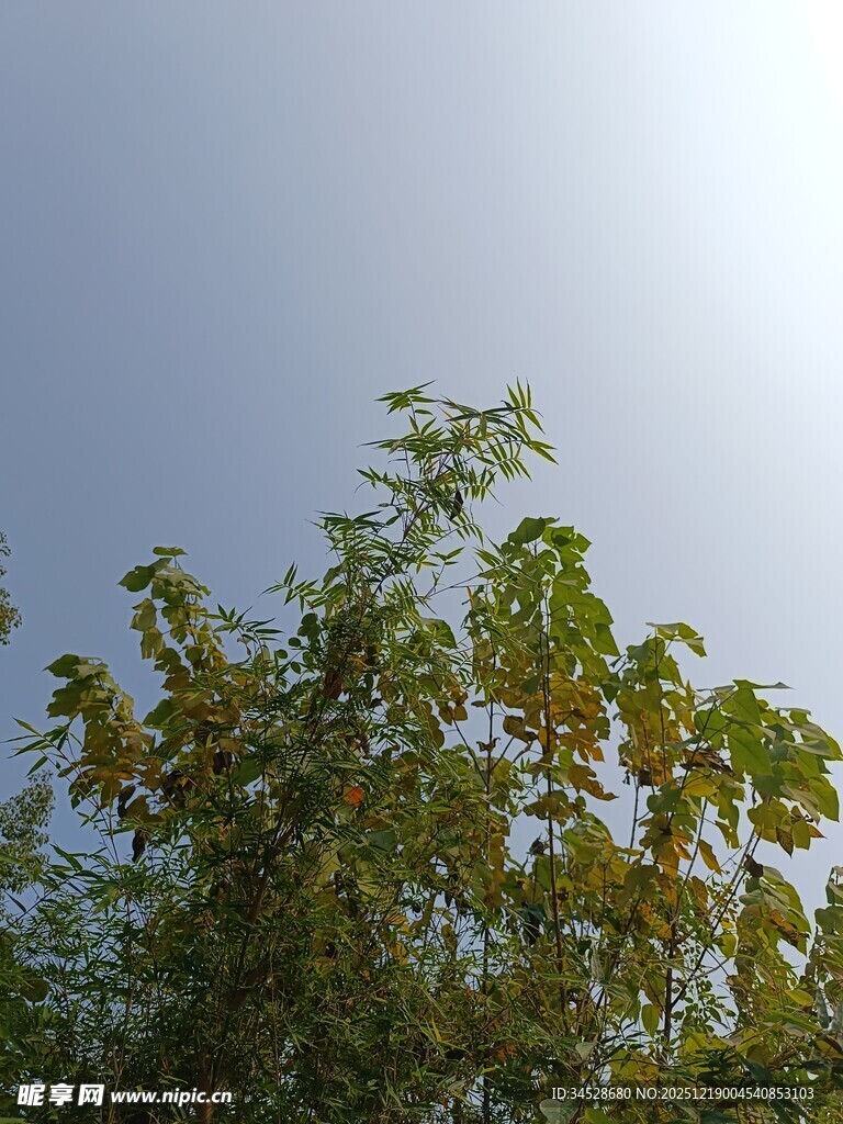 阳光下的葱郁树梢