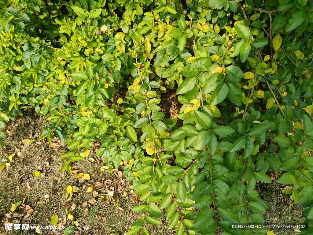 绿叶丛中点点黄色小花