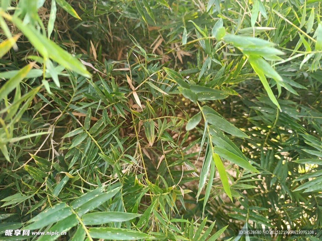 翠绿繁茂的枝叶景观