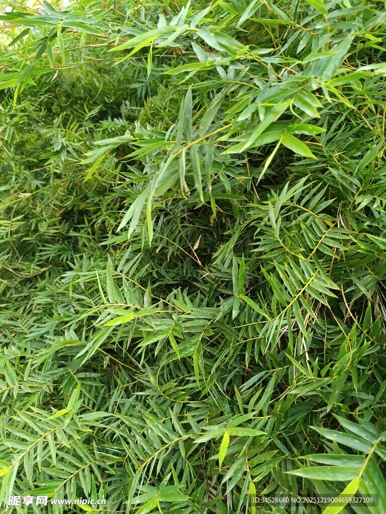 翠绿繁茂的植物景观