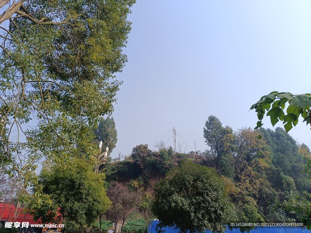 户外绿树蓝天自然景致