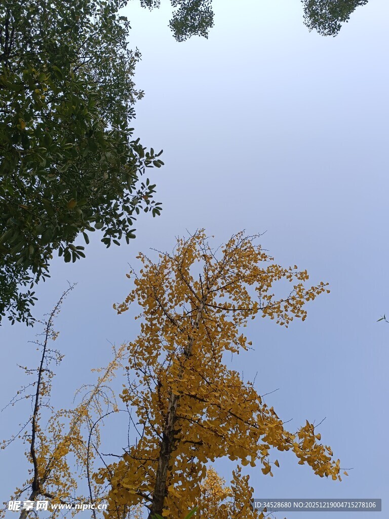 秋日银杏与蓝天绿树