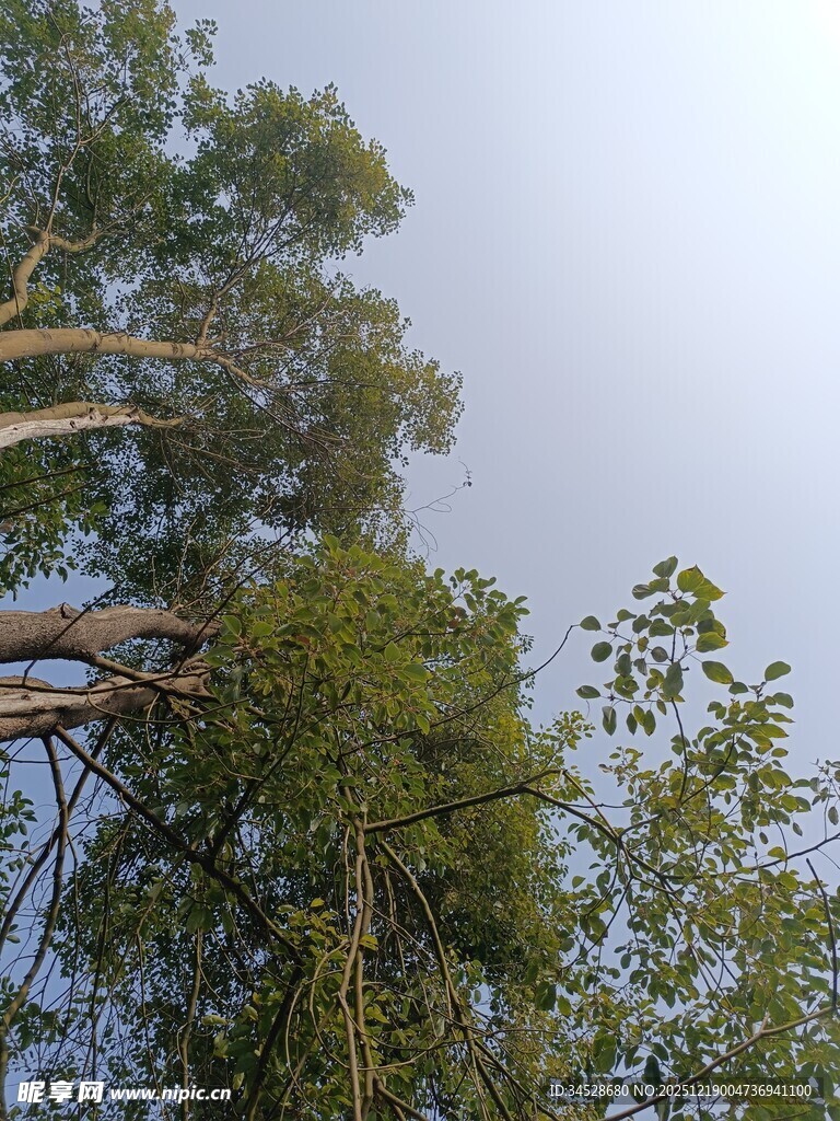 仰视茂密树林树冠