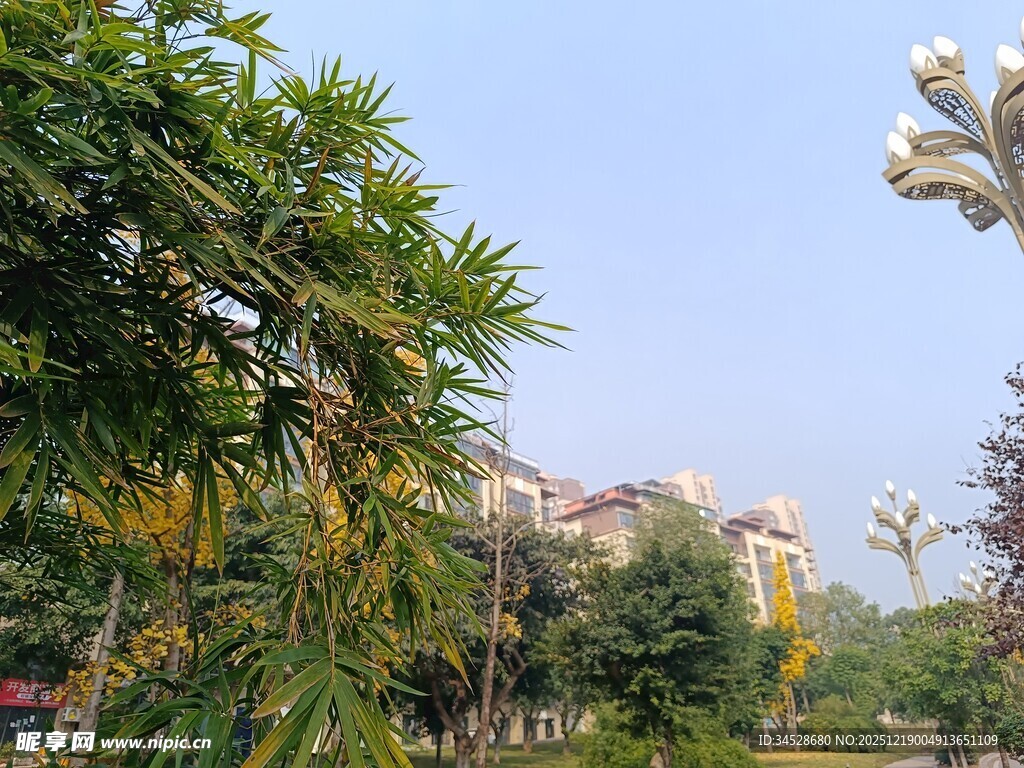 城市中的绿树景观