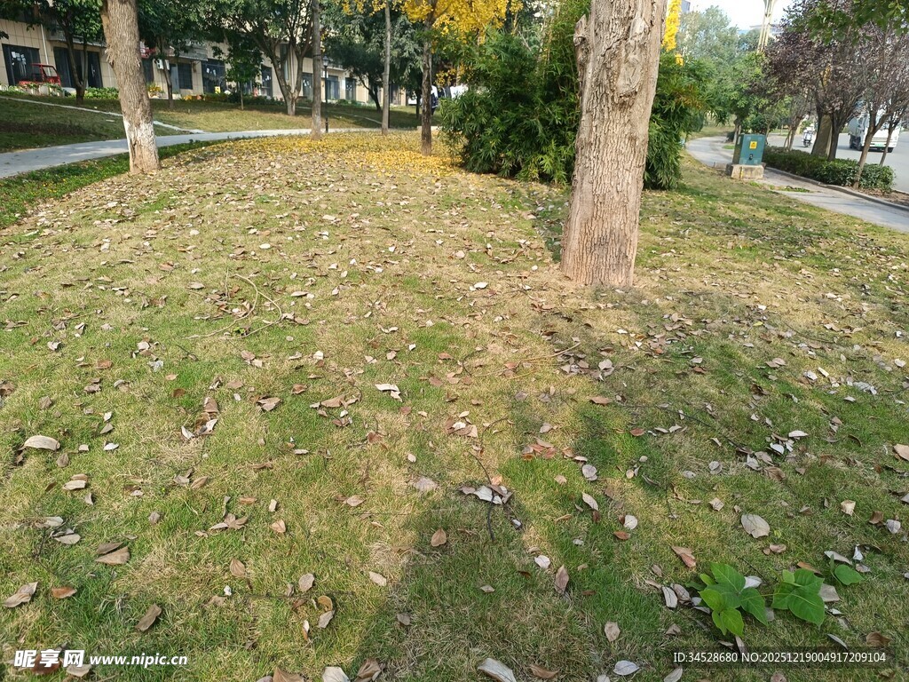 户外草地树木景观图