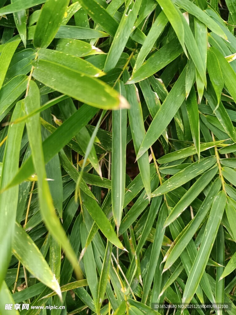 翠绿竹叶特写
