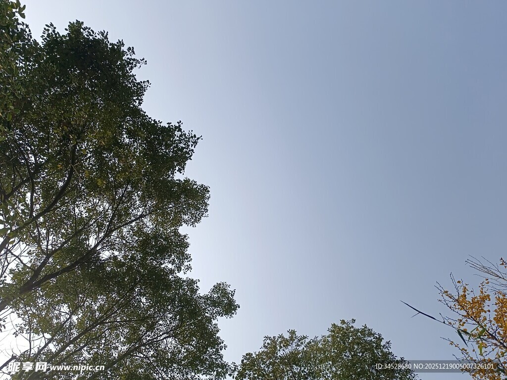 仰视茂密树木与蓝天