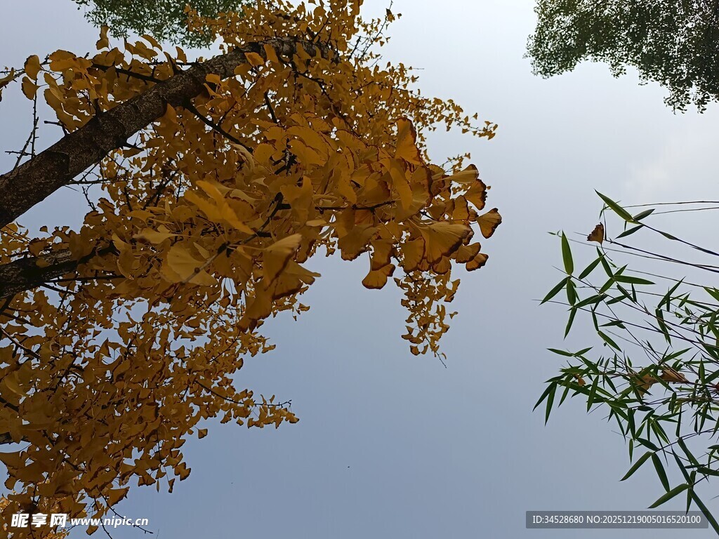 秋日银杏与翠竹