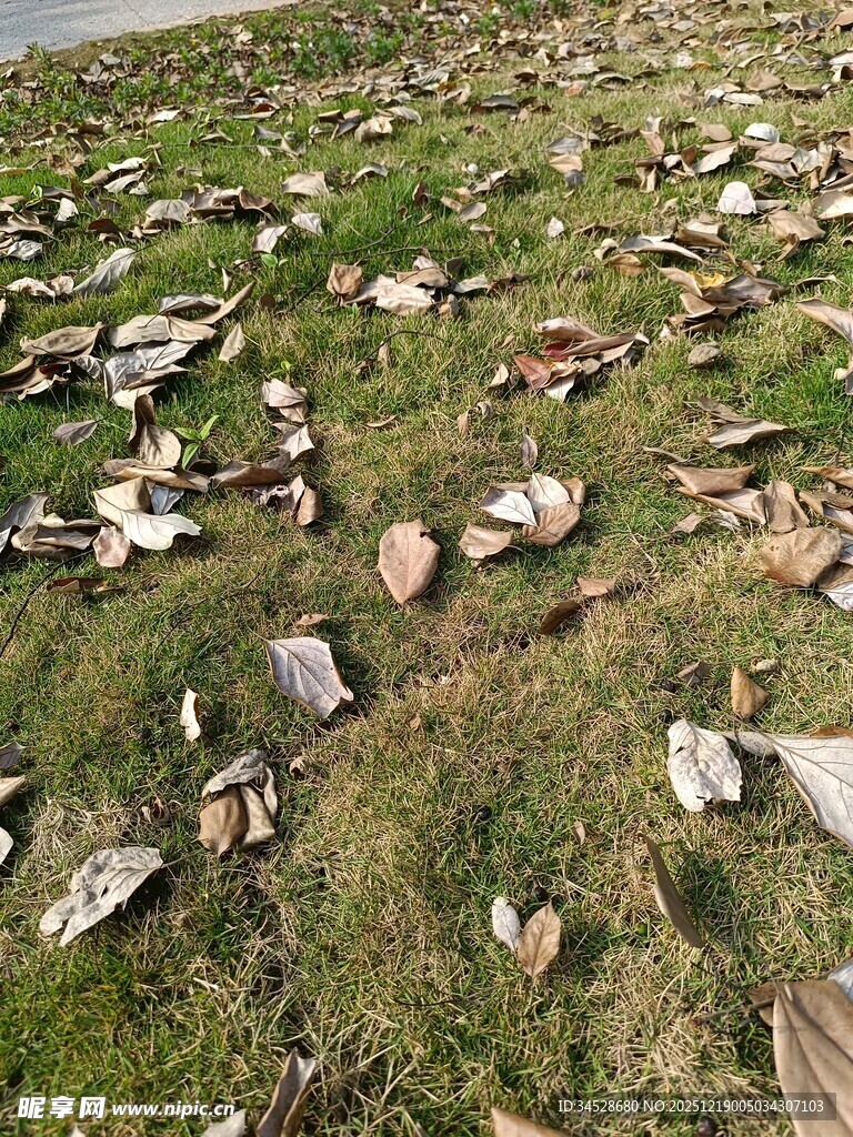 草地上散落的众多物品