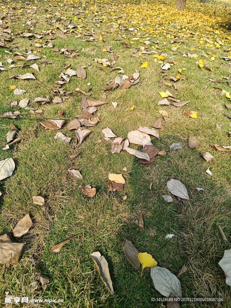 草地中的碎石与黄色小花