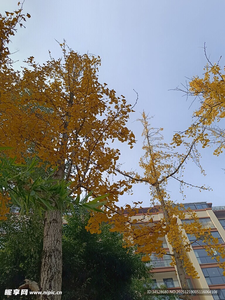 秋日金黄银杏与建筑景观