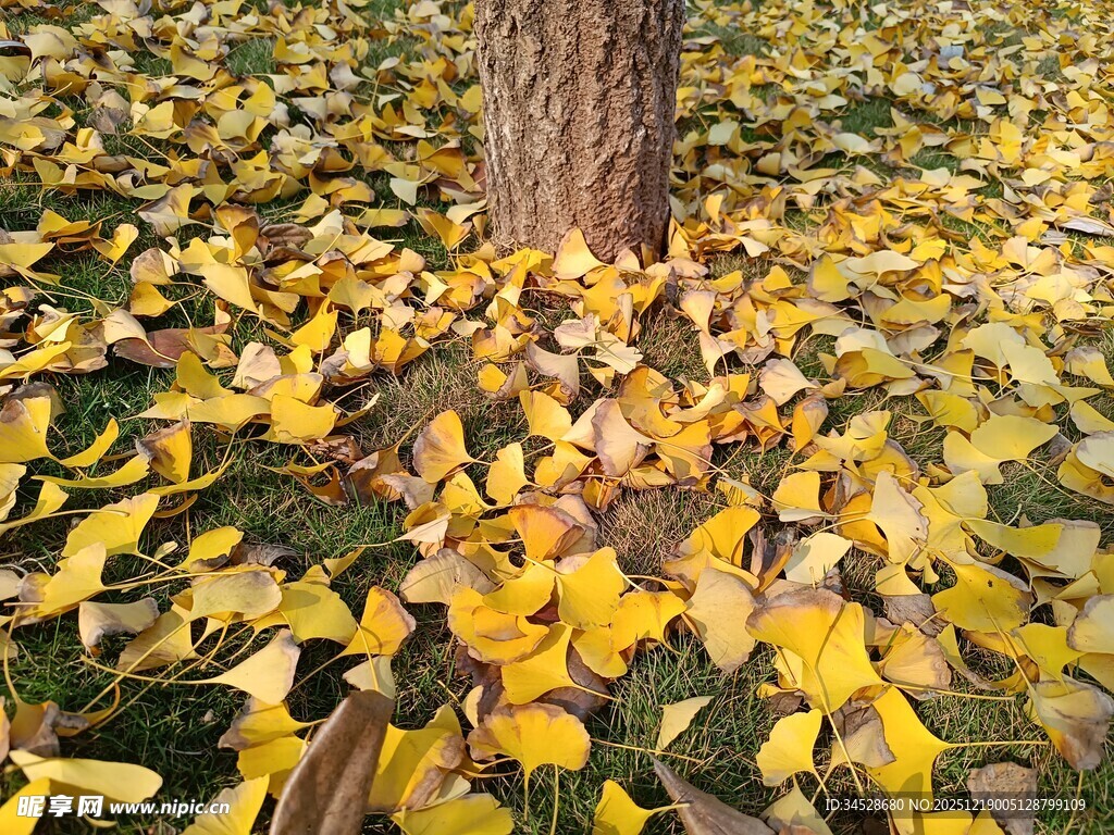 树下金黄银杏叶铺满地