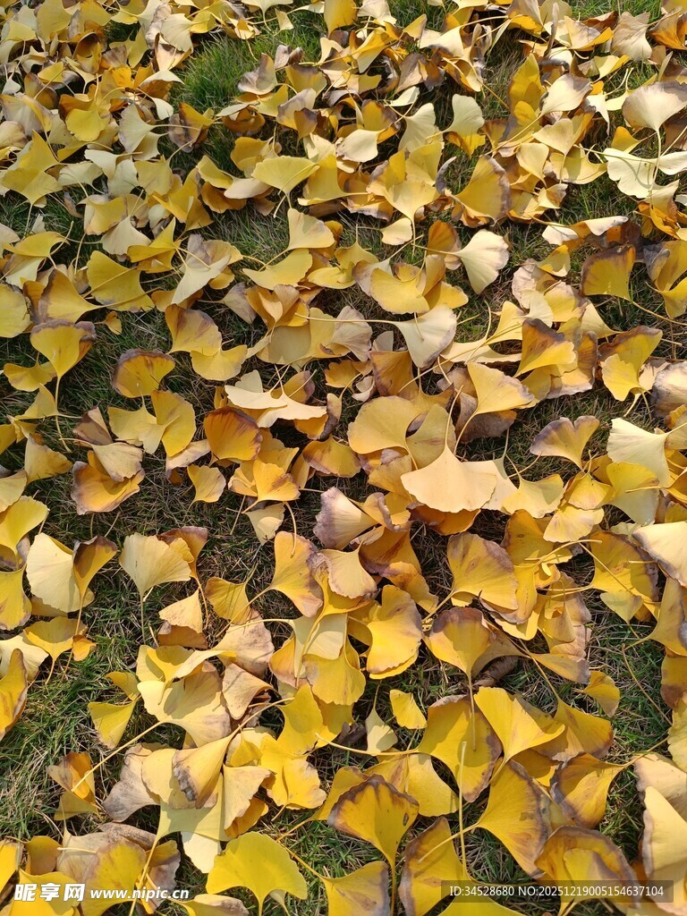 金黄银杏叶铺满地面