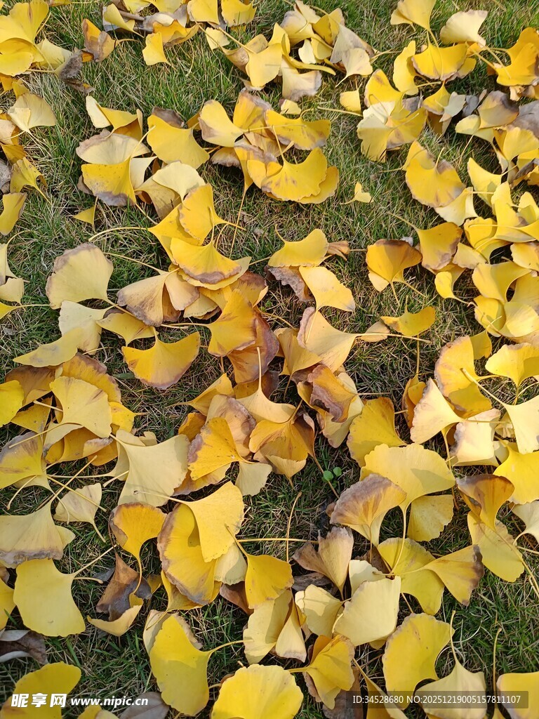 秋日落叶铺满草地