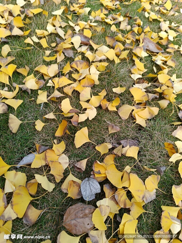 秋日草地银杏落叶美景