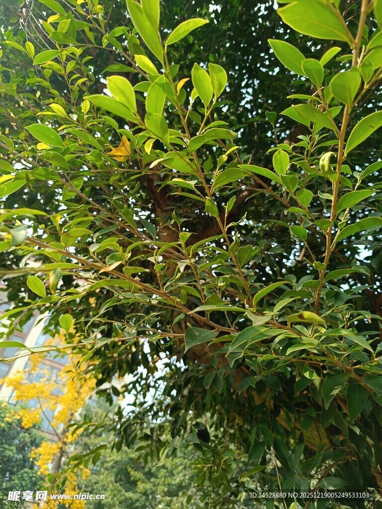 绿叶繁茂的植物景象