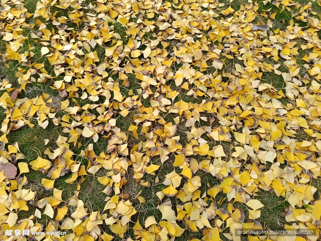 金黄落叶铺满地面的美景