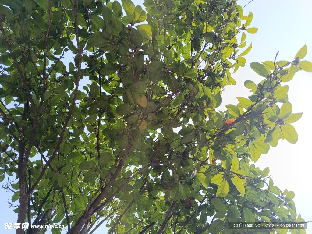 阳光下的繁茂绿树