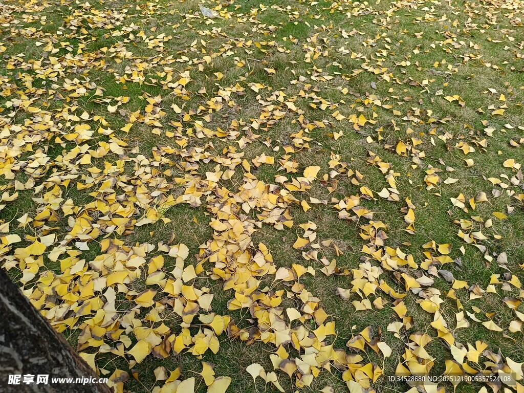 秋日草地落满金黄银杏叶