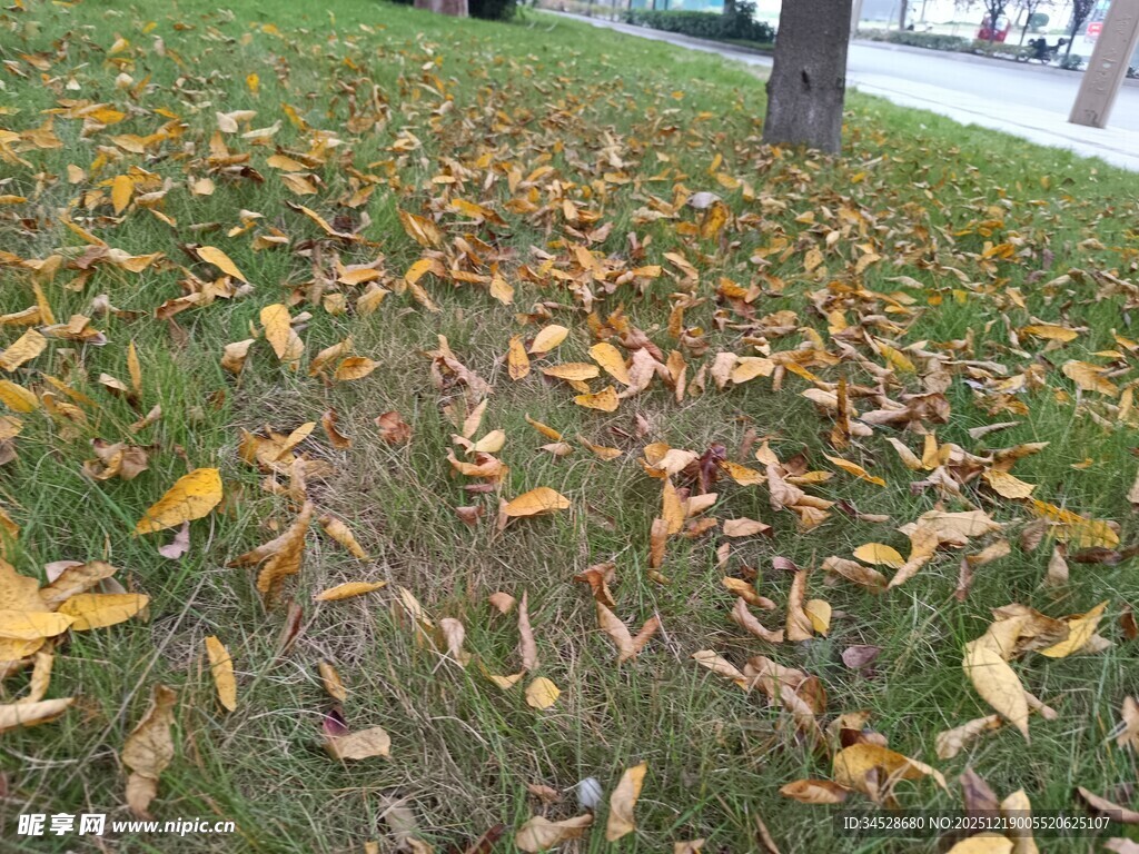 草地散落的枯黄落叶