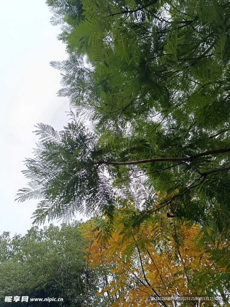 秋日林间松枝景致