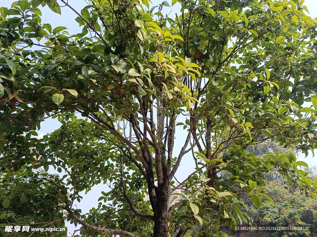 阳光下的繁茂绿树