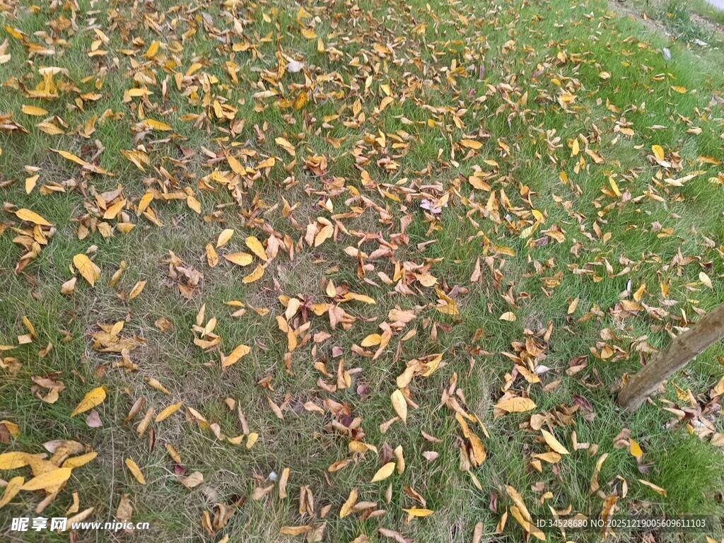 草地上的缤纷落叶