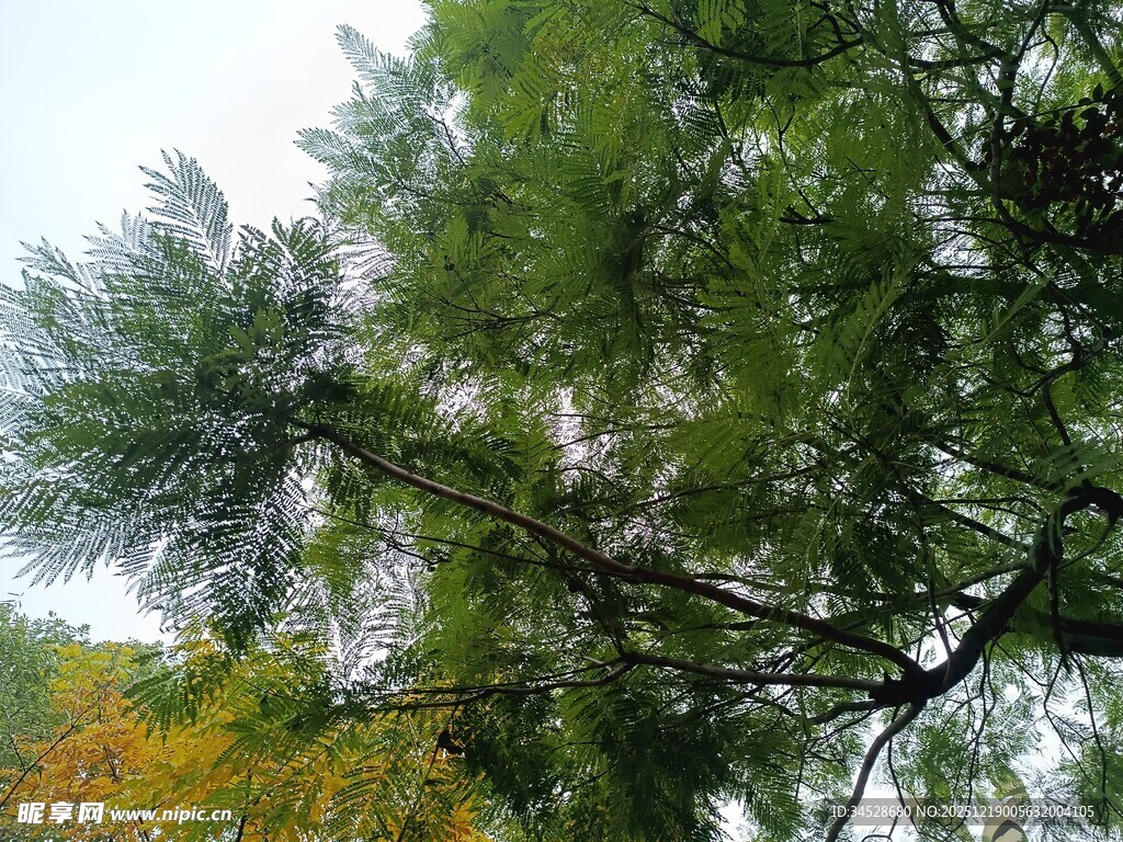 秋日繁茂绿树景致