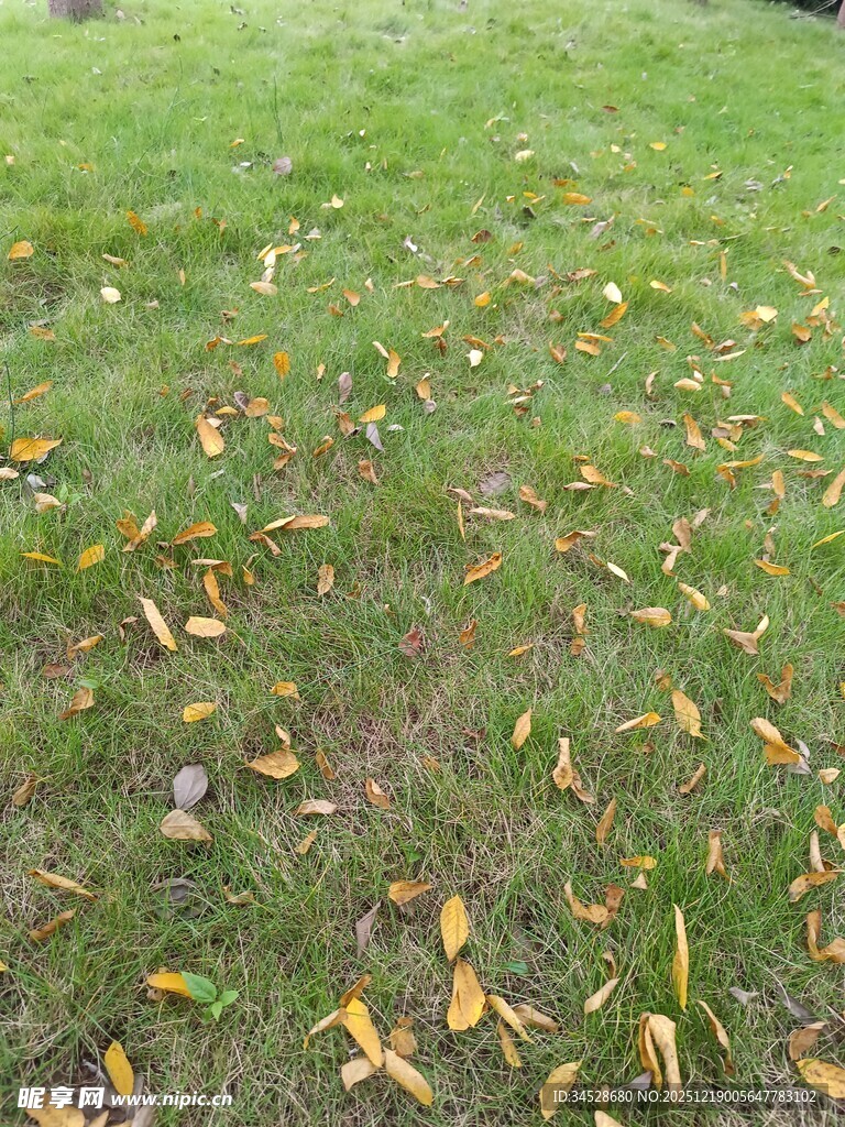 秋日草地散落金黄叶片
