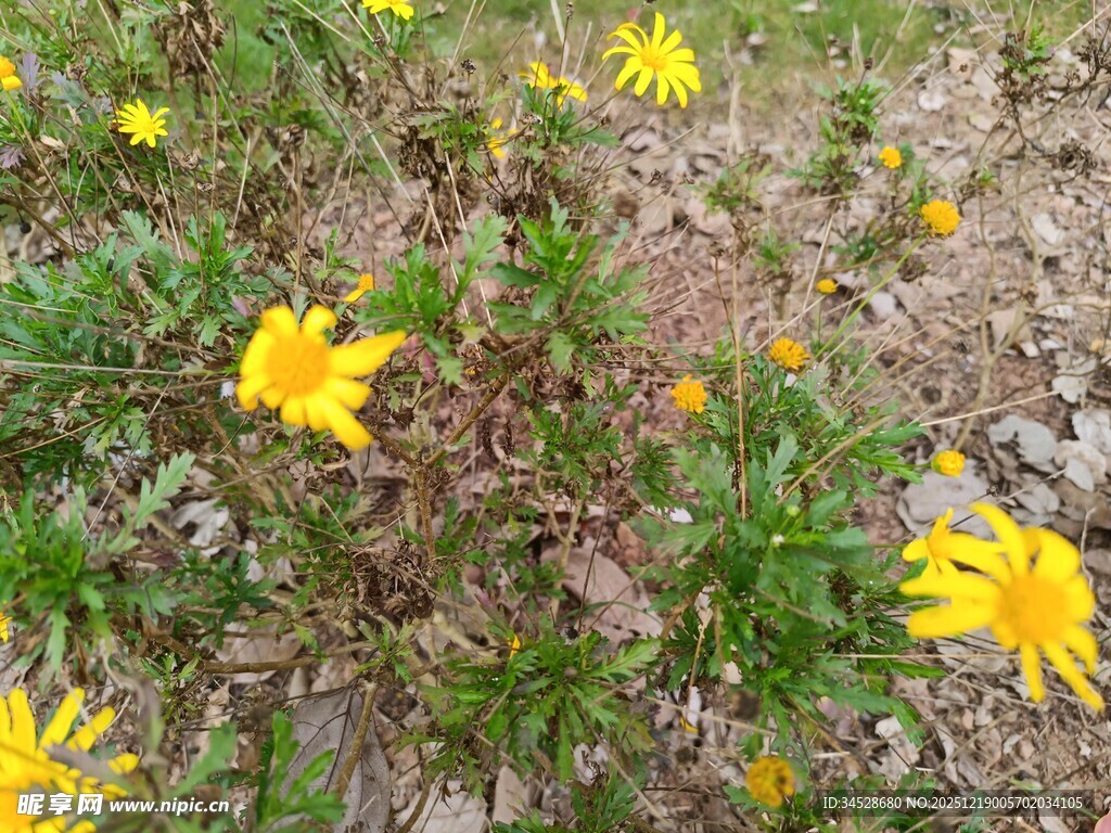 地上绽放的黄色小野花