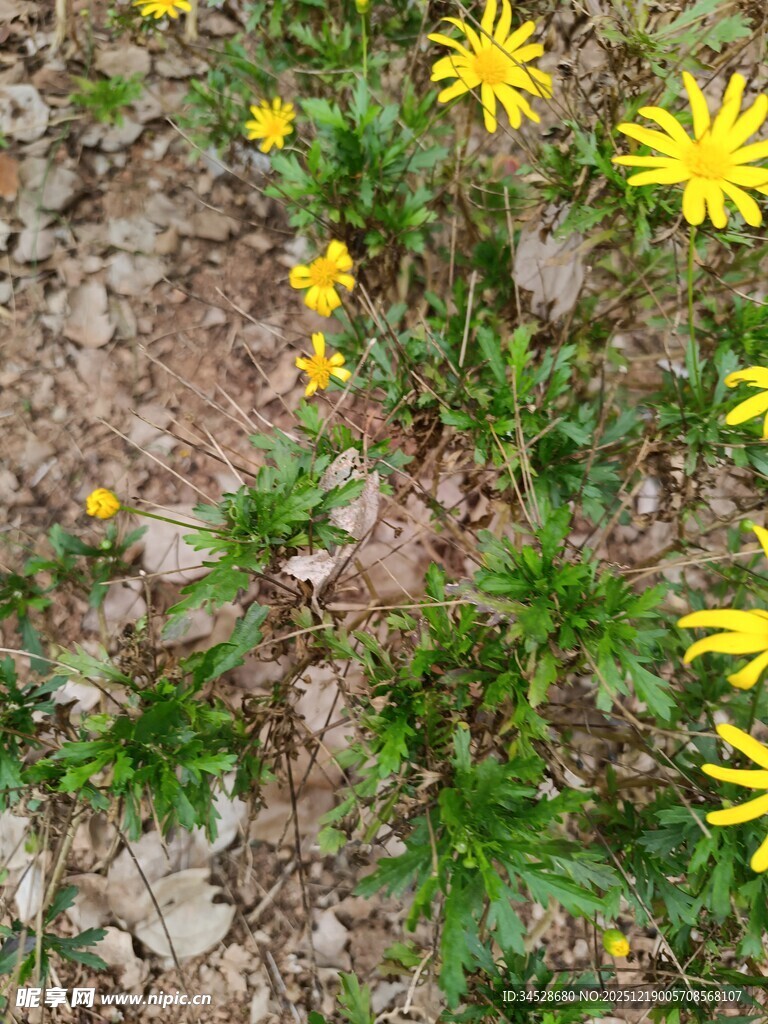 地面绽放的黄色小野花