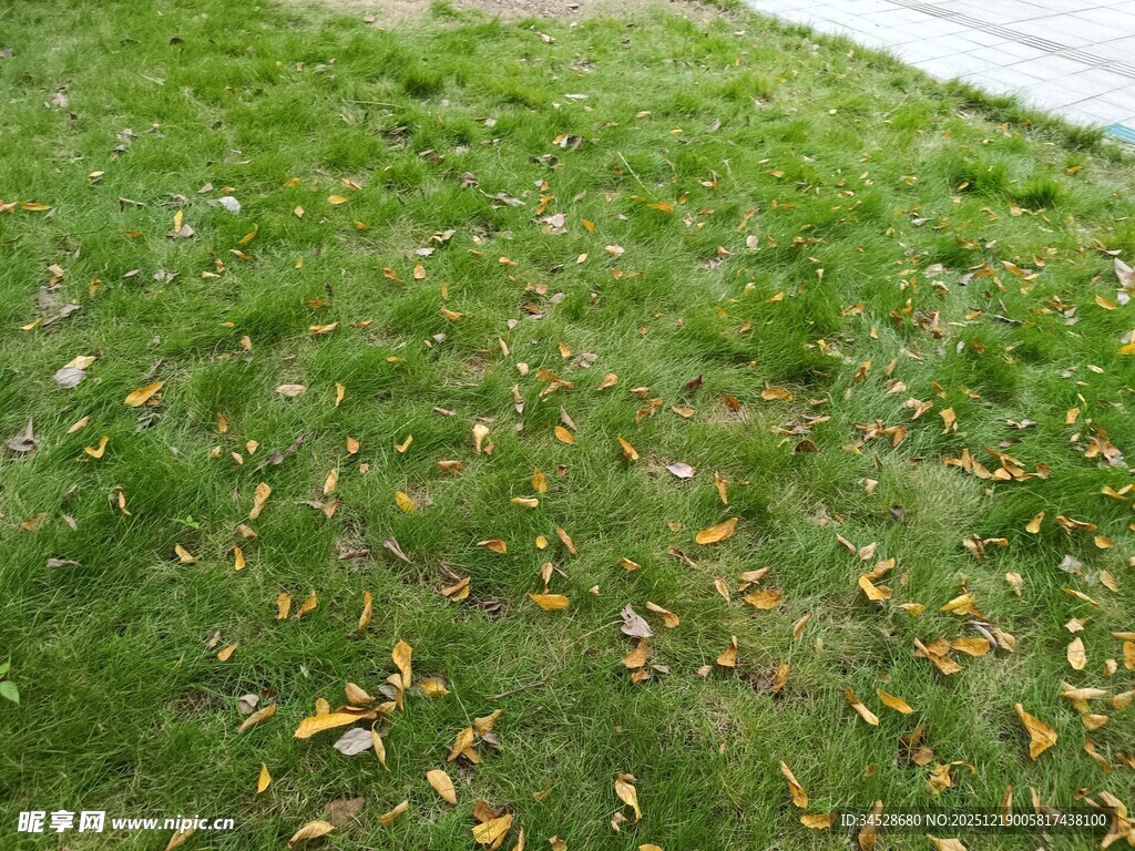 草地散落金黄秋叶