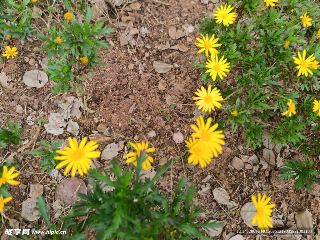 小径旁绽放的黄色小花