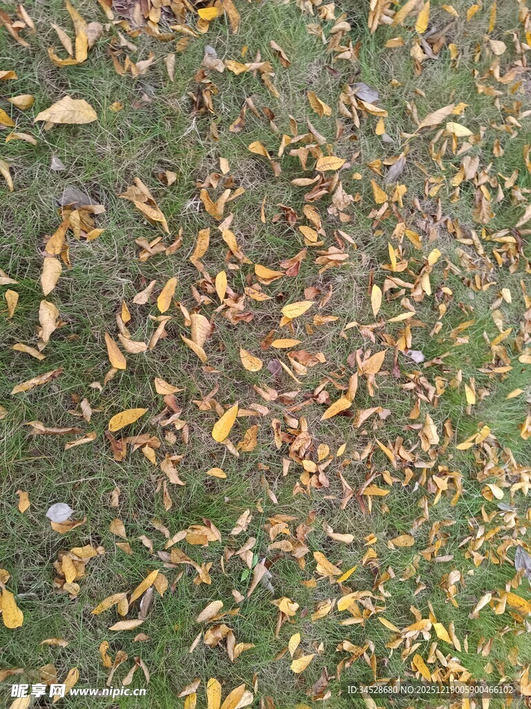 地面上的缤纷落叶