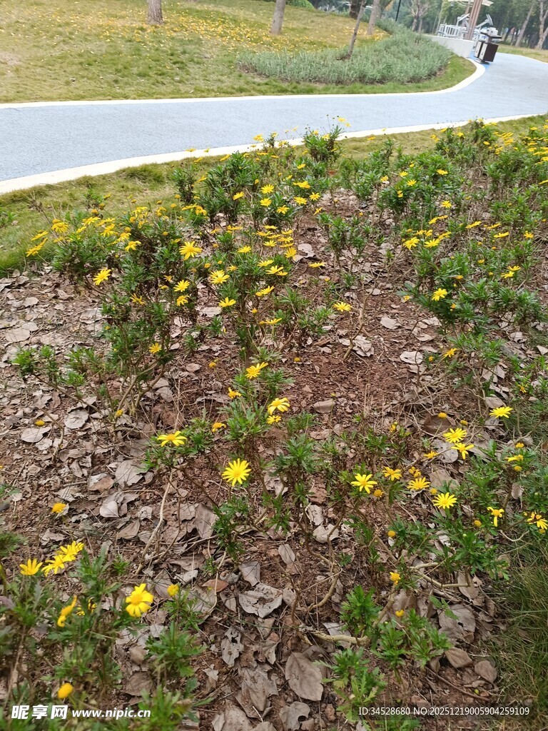 路边绽放的黄色小花