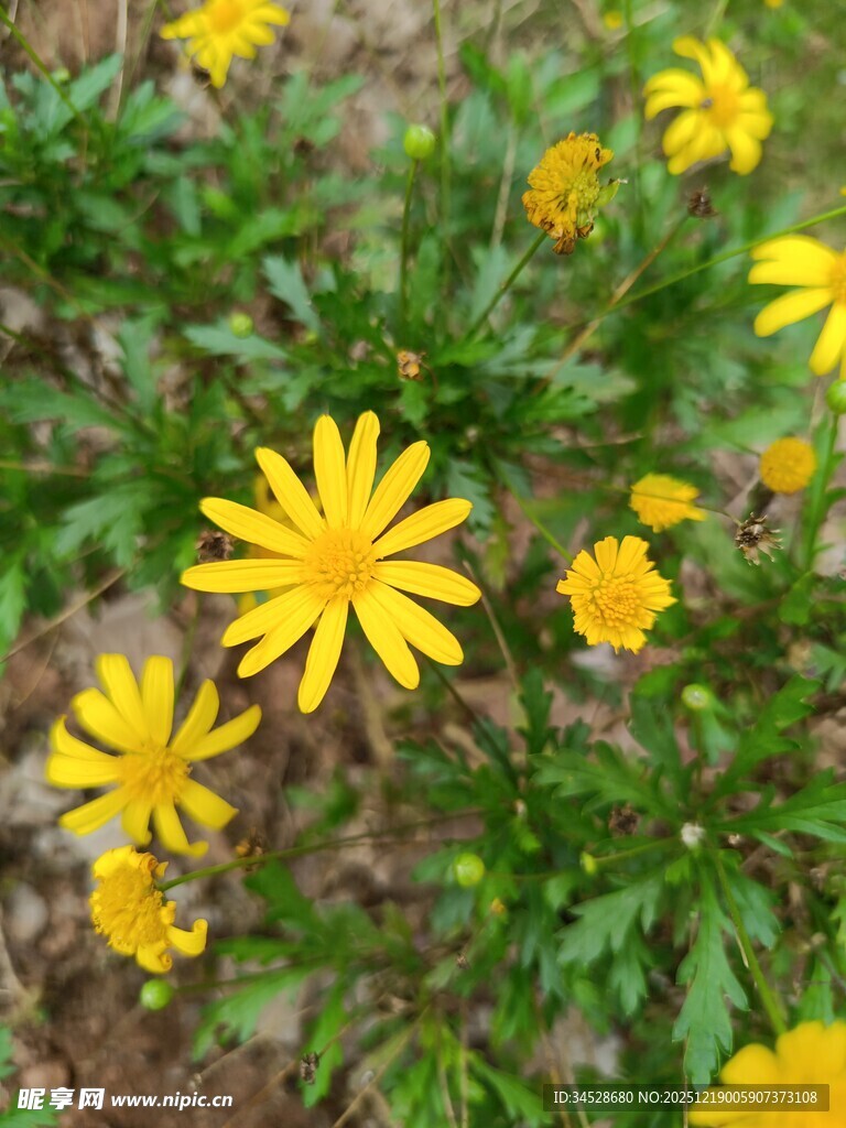 黄色小花绽放于绿叶间
