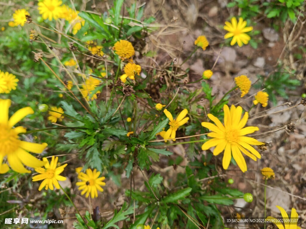 黄色小花绽放于绿叶间