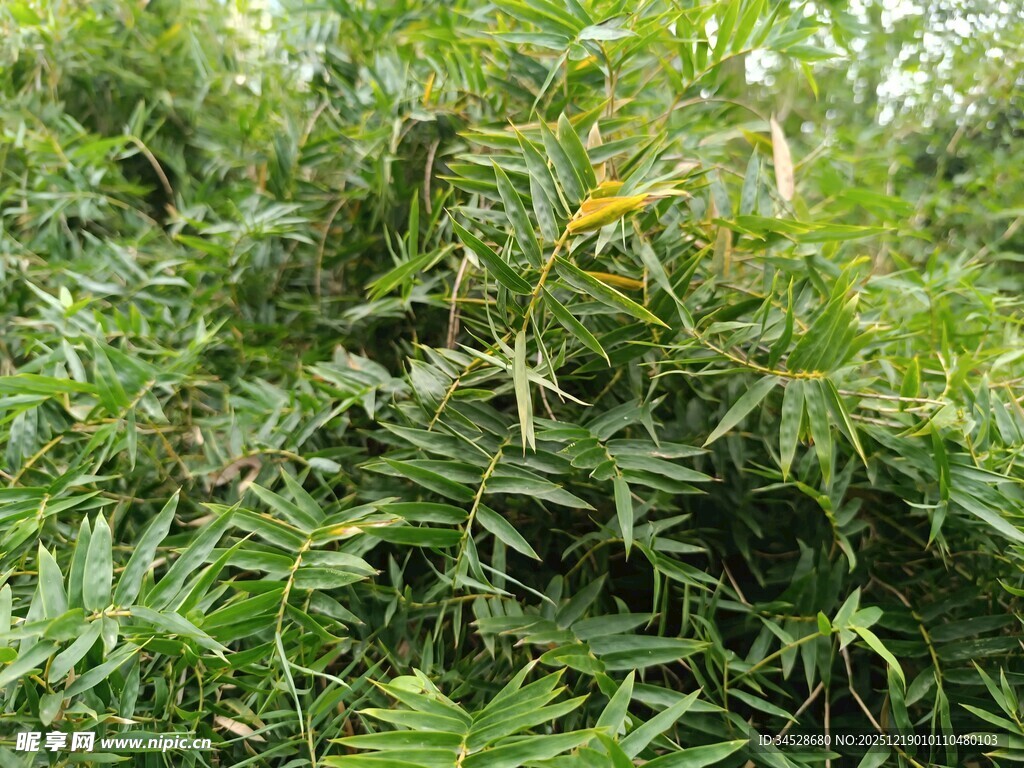 茂密丛林中的绿色植物