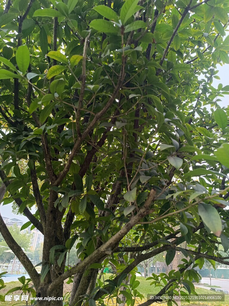 绿叶繁茂的树木