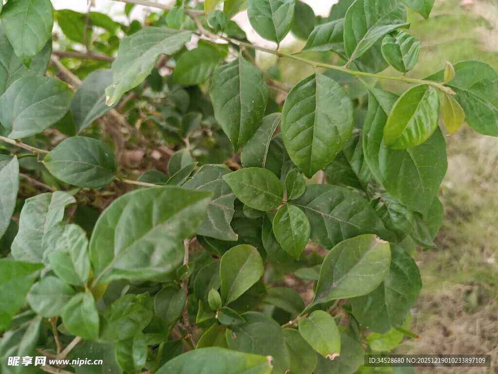绿叶繁茂的植物景象