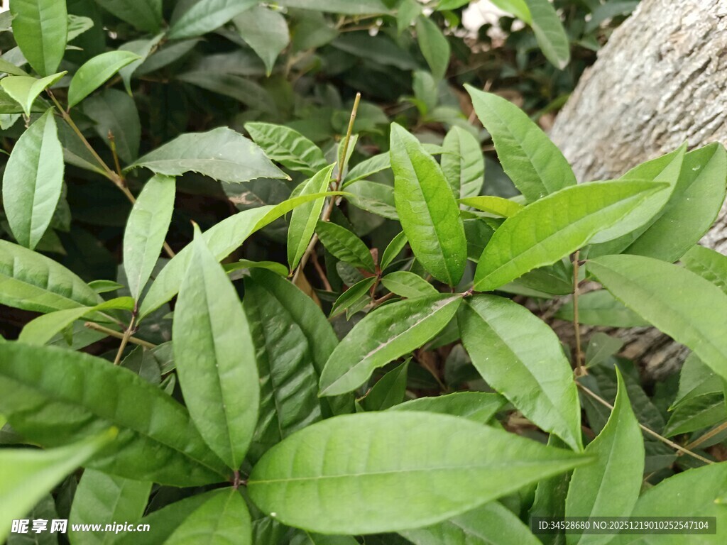 翠绿叶片的清新植物景象